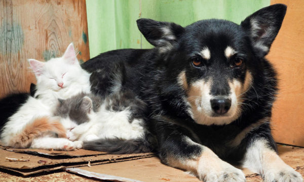 Pour faire face à la hausse des abandons, la SPA propose d'accueillir temporairement des animaux