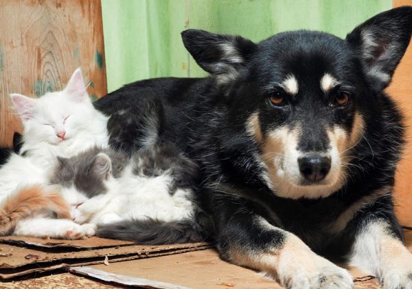 Comment Faire Garder Mon Chien Ou Mon Chat Pas Cher Garde Animaux Particulier Comment Faire Garder Mon Chien Ou Mon Chat Pas Cher Garde Animaux Particulier