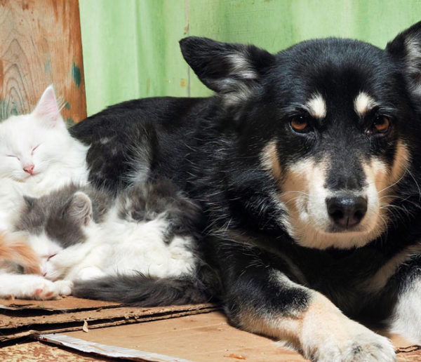 Pour faire face à la hausse des abandons, la SPA propose d'accueillir temporairement des animaux