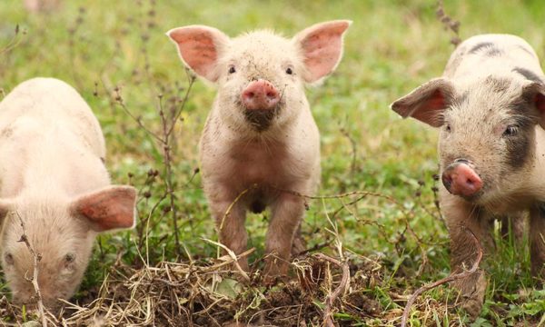 Pour les sauver de l'abattoir, parrainez un petit cochon ou une poule !