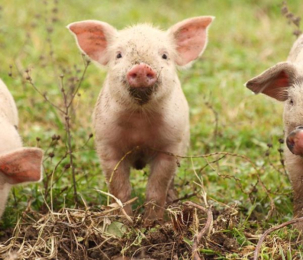 Pour les sauver de l'abattoir, parrainez un petit cochon ou une poule !