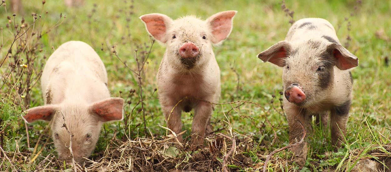 Pour les sauver de l'abattoir, parrainez un petit cochon ou une poule !