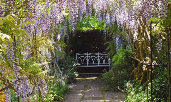 10 plantes grimpantes pour se faire un coin d'ombre au jardin cet été