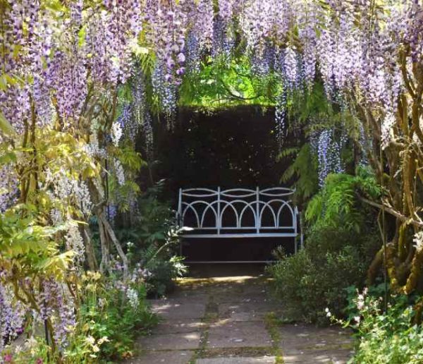 10 plantes grimpantes pour se faire un coin d'ombre au jardin cet été