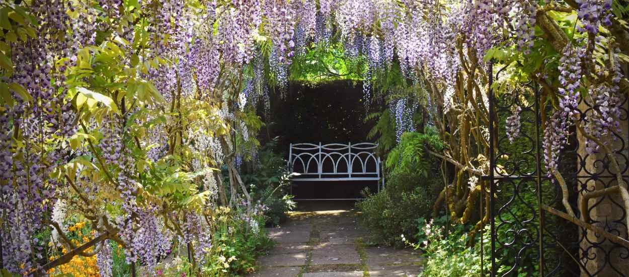 10 plantes grimpantes pour se faire un coin d'ombre au jardin cet été