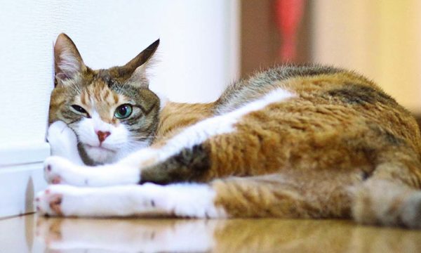 Découvrez si votre chat est déprimé juste en le prenant en photo !