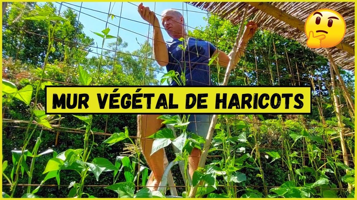 Comment faire pousser un mur de haricots verts ?