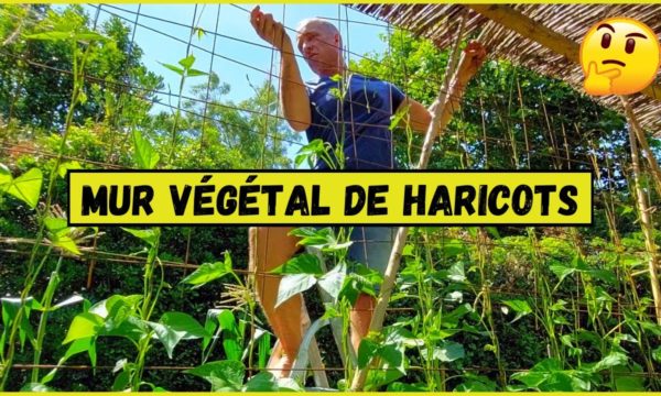 Comment faire pousser un mur de haricots verts ?