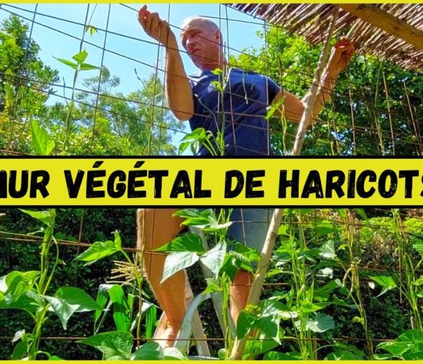 Comment faire pousser un mur de haricots verts ?