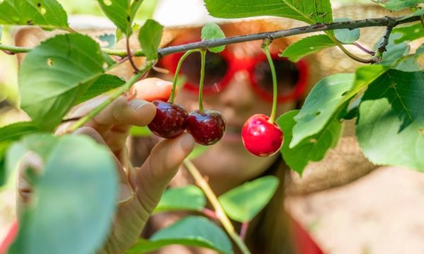 L'idée toute simple à piquer au Luxembourg pour ne plus gaspiller les fruits dans les jardins