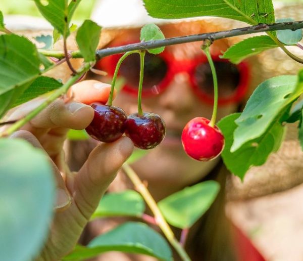L'idée toute simple à piquer au Luxembourg pour ne plus gaspiller les fruits dans les jardins