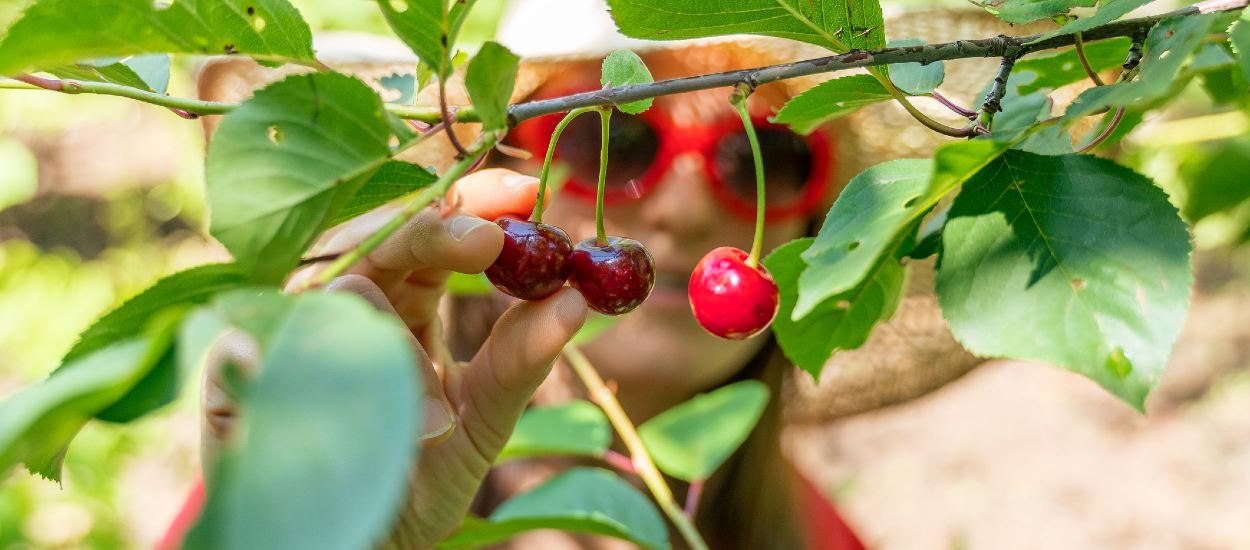 L'idée toute simple à piquer au Luxembourg pour ne plus gaspiller les fruits dans les jardins