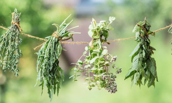 Comment conserver les herbes aromatiques que l'on récolte au jardin ?