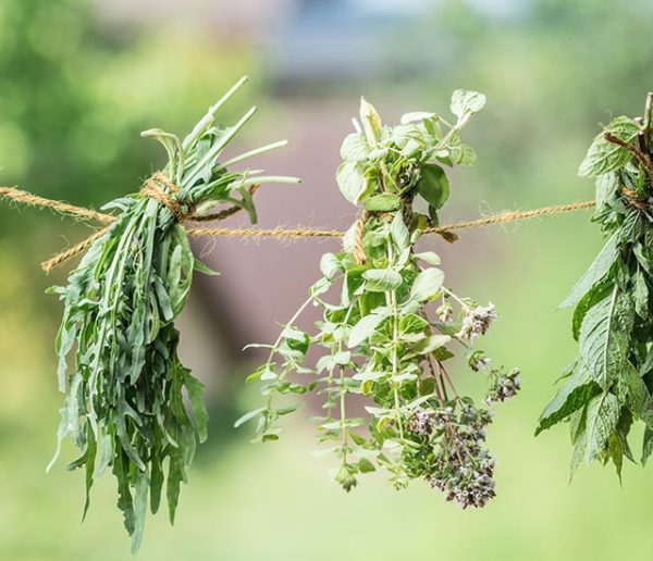 Comment conserver les herbes aromatiques que l'on récolte au jardin ?