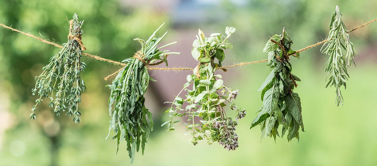 Comment conserver les herbes aromatiques que l'on récolte au jardin ?