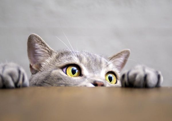 Comment Faire Garder Mon Chien Ou Mon Chat Pas Cher Garde Animaux Particulier Comment Faire Garder Mon Chien Ou Mon Chat Pas Cher Garde Animaux Particulier