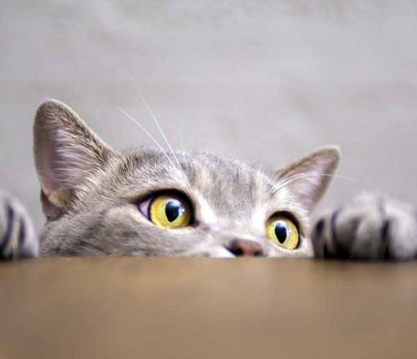 Voici la méthode pour retrouver votre chat perdu