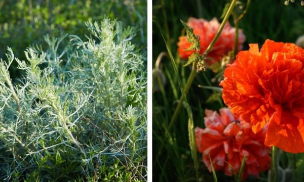 5 plantes que l'on croit interdites mais que l'on peut faire pousser au jardin