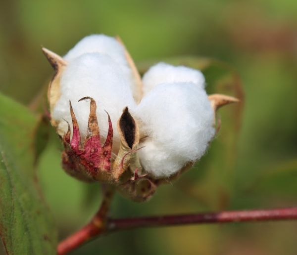 Et si vous faisiez pousser du coton dans votre jardin ?