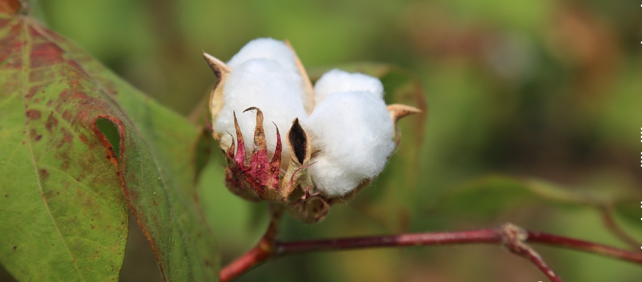 Et si vous faisiez pousser du coton dans votre jardin ?