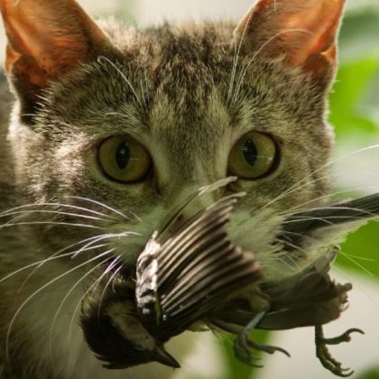 Comment éviter que votre chat n'extermine les animaux sauvages autour de chez vous ?
