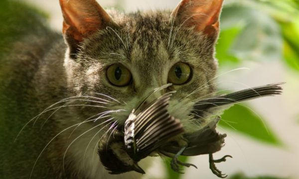 Comment éviter que votre chat n'extermine les animaux sauvages autour de chez vous ?