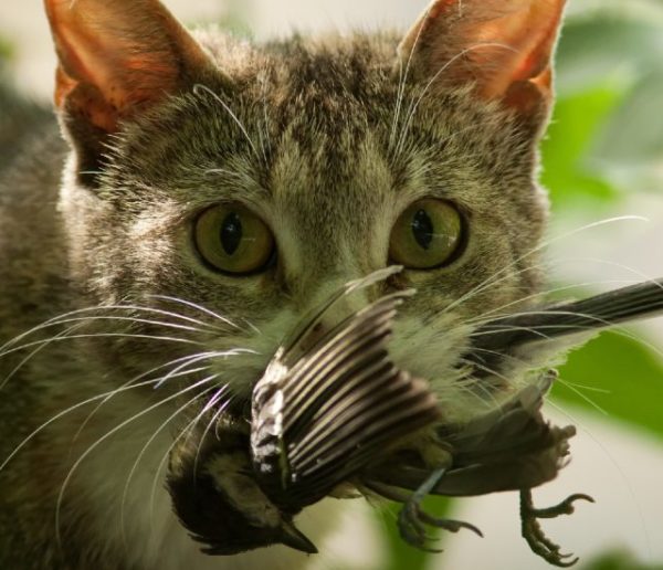 Comment éviter que votre chat n'extermine les animaux sauvages autour de chez vous ?