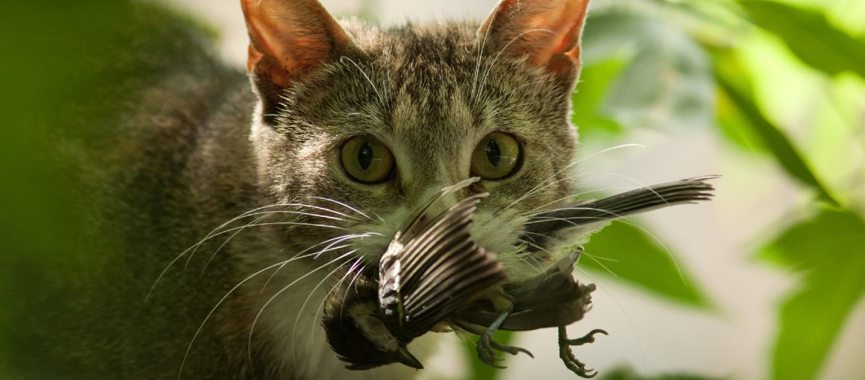 Comment éviter que votre chat n'extermine les animaux sauvages autour de chez vous ?