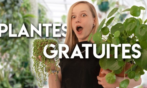 Comment avoir plein de plantes chez soi gratuitement ?