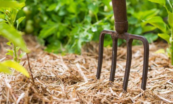 Voilà pourquoi vous devez absolument pailler votre potager (et comment vous y prendre)