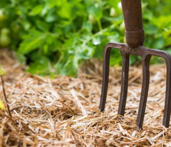 Voilà pourquoi vous devez absolument pailler votre potager (et comment vous y prendre)