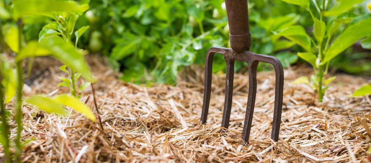 Voilà pourquoi vous devez absolument pailler votre potager (et comment vous y prendre)