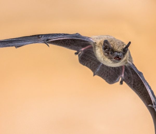 Les chauves-souris ne sont pas dangereuses, elles sont en danger : voici comment les protéger chez vous