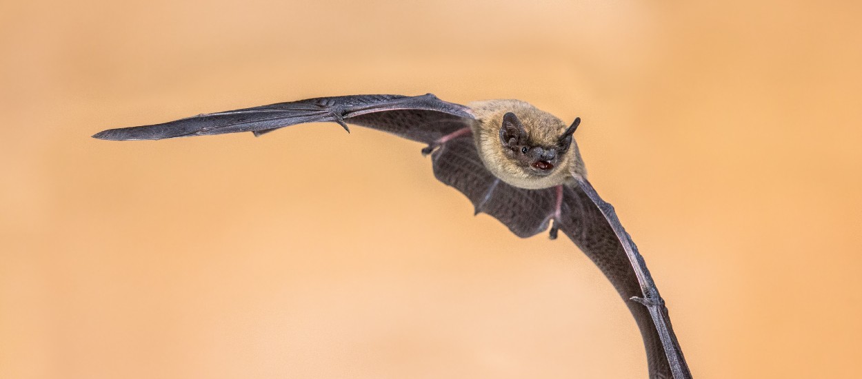 Les chauves-souris ne sont pas dangereuses, elles sont en danger : voici comment les protéger chez vous