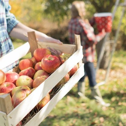 Fruits d'automne : nos conseils pour les conserver le plus longtemps possible