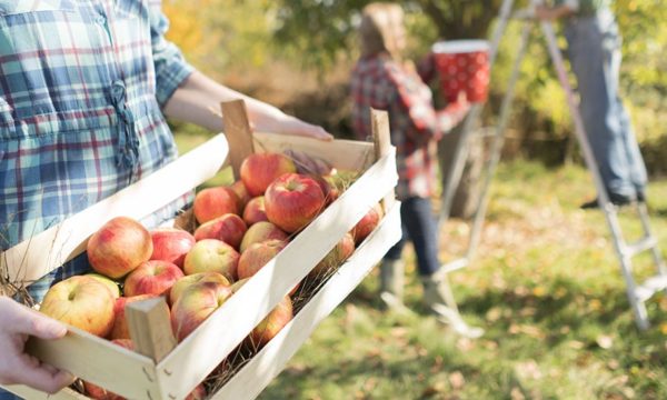 Fruits d'automne : nos conseils pour les conserver le plus longtemps possible