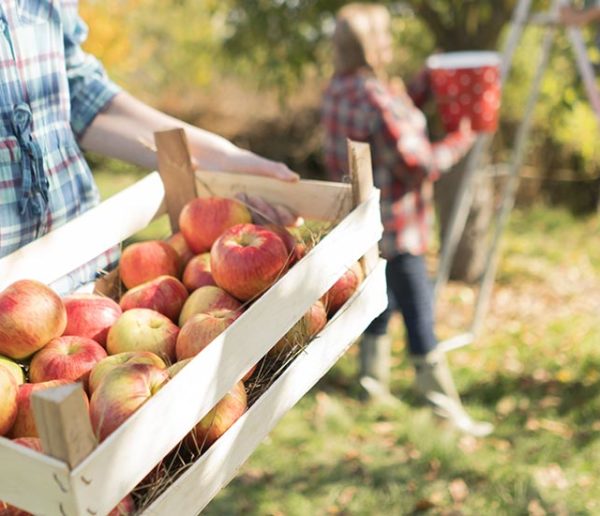 Fruits d'automne : nos conseils pour les conserver le plus longtemps possible