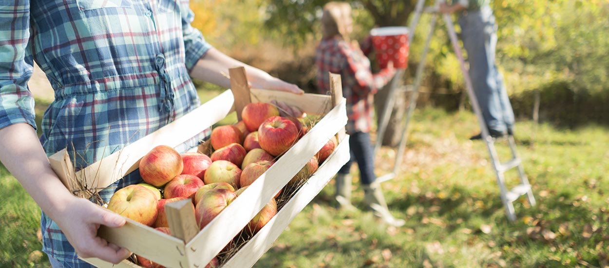 Fruits d'automne : nos conseils pour les conserver le plus longtemps possible