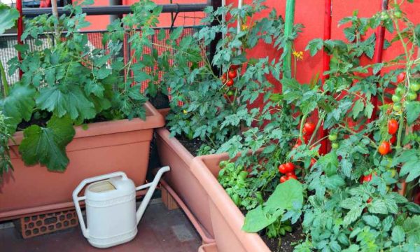 Potager gain de place : 8 légumes à faire pousser dans des pots