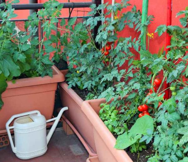 Potager gain de place : 8 légumes à faire pousser dans des pots