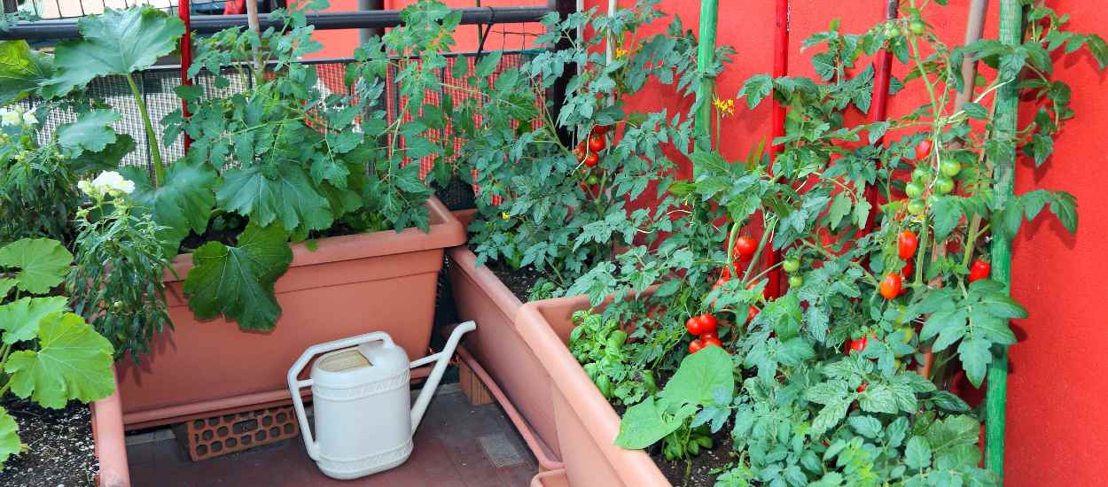 Potager gain de place : 8 légumes à faire pousser dans des pots