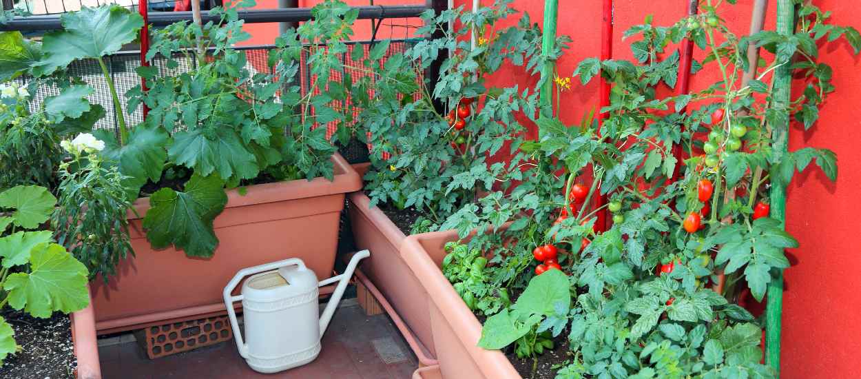 Les meilleurs fruits et légumes pour votre potager en pot