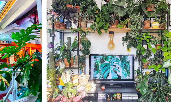 Il veut faire de son appartement une jungle de plantes vertes