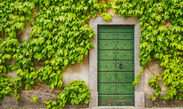 Avoir du lierre sur la façade de sa maison : bonne ou mauvaise idée ?