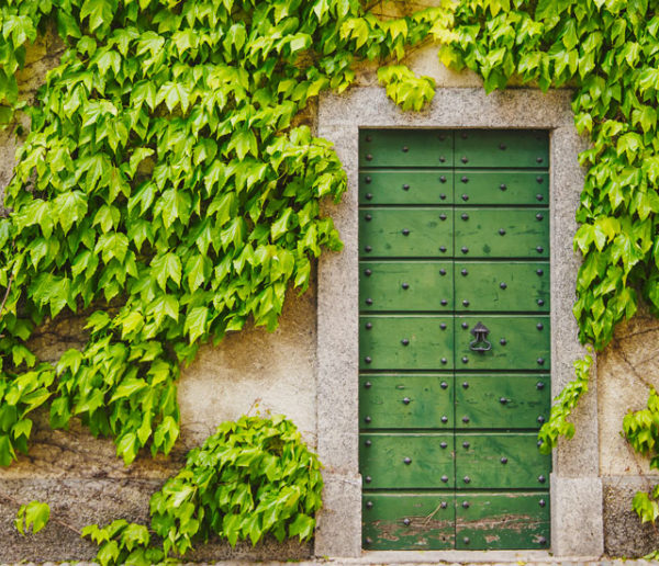 Avoir du lierre sur la façade de sa maison : bonne ou mauvaise idée ?