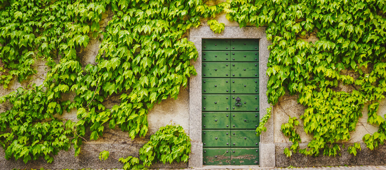 Avoir du lierre sur la façade de sa maison : bonne ou mauvaise idée ?