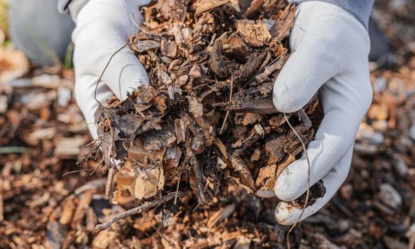 Quelles sont les feuilles mortes à ne pas utiliser dans le jardin ?