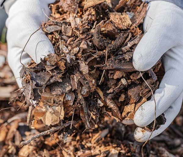 Quelles sont les feuilles mortes à ne pas utiliser dans le jardin ?