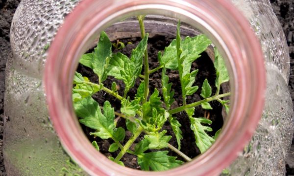 Comment réutiliser ses bouteilles en plastique pour protéger son jardin du froid ?