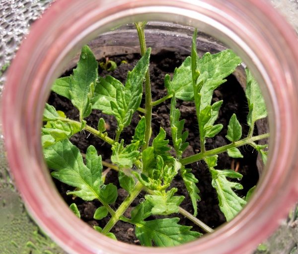 Comment recycler ses bouteilles pour protéger son jardin du froid ?